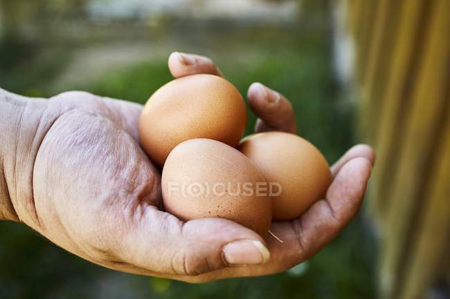 Mano humana sosteniendo huevos frescos - foto de stock