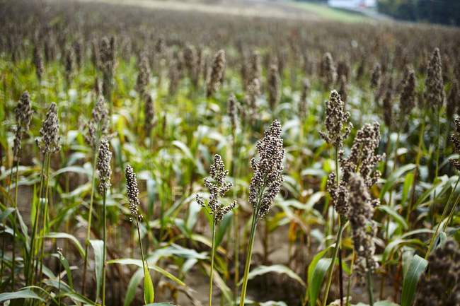 Daytime view of plants in a millet field — Stock Photo