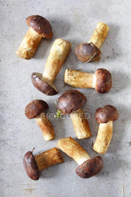 Fresh bay bolete mushrooms — Stock Photo