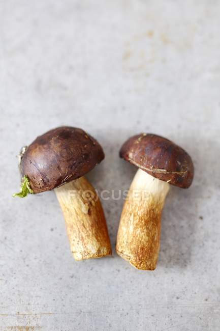 Baia Bolete funghi — Foto stock