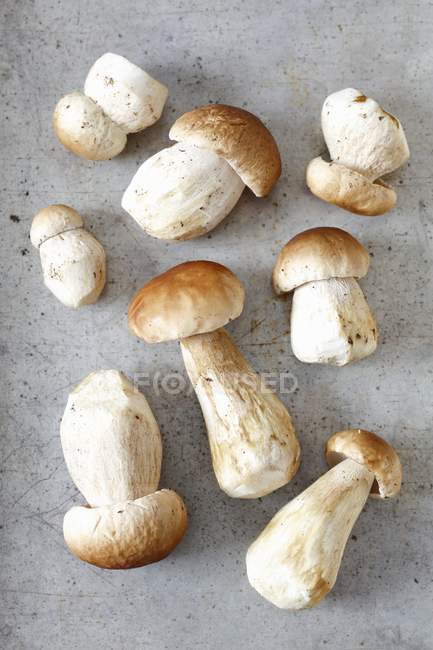 Champignons porcini frais — Photo de stock