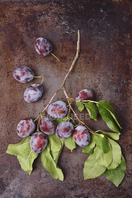 Branch with fresh plums — Stock Photo