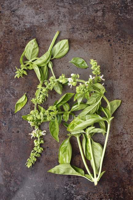 Top view of sprigs of basil with flowers on a metal surface — Stock Photo