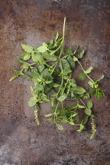 Fresh sprigs of mint — Stock Photo