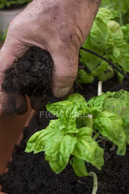 Vista close-up de uma mão plantando plantas de manjericão no chão — Fotografia de Stock