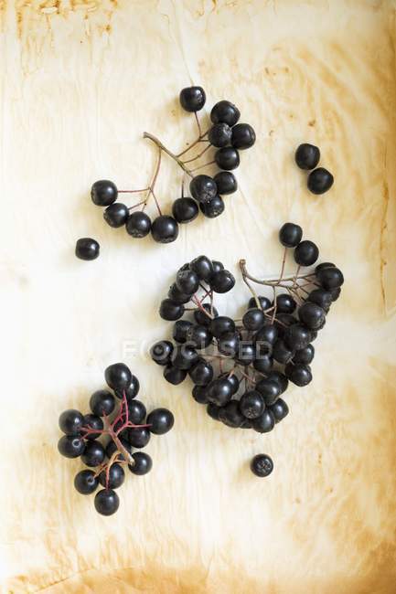 Fresh bunches of aronia berries — Stock Photo
