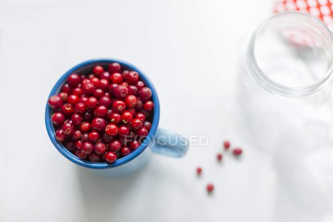 Fresh lingonberries in enamel cup — Stock Photo