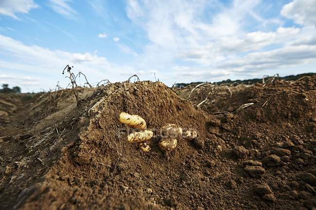 Pommes de terre dans le sol dans un champ à l'extérieur — Photo de stock