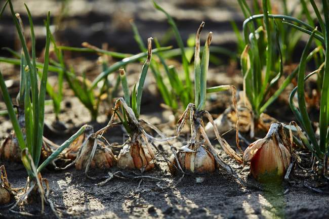 Raw Onions in field — Stock Photo