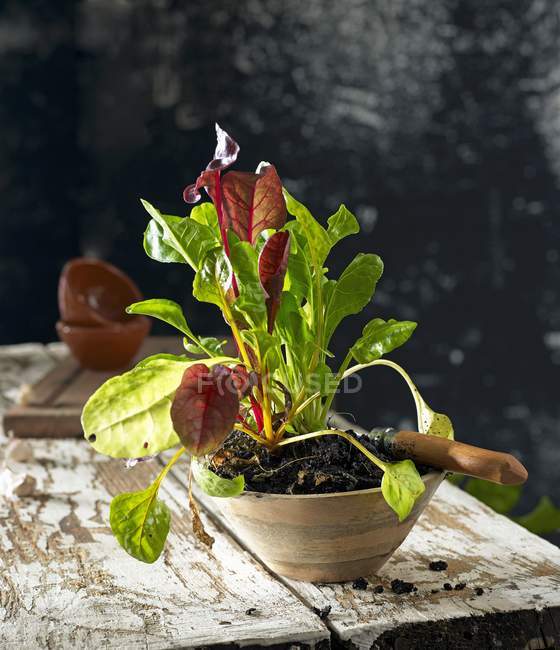 Chard growing in flowerpot — Stock Photo