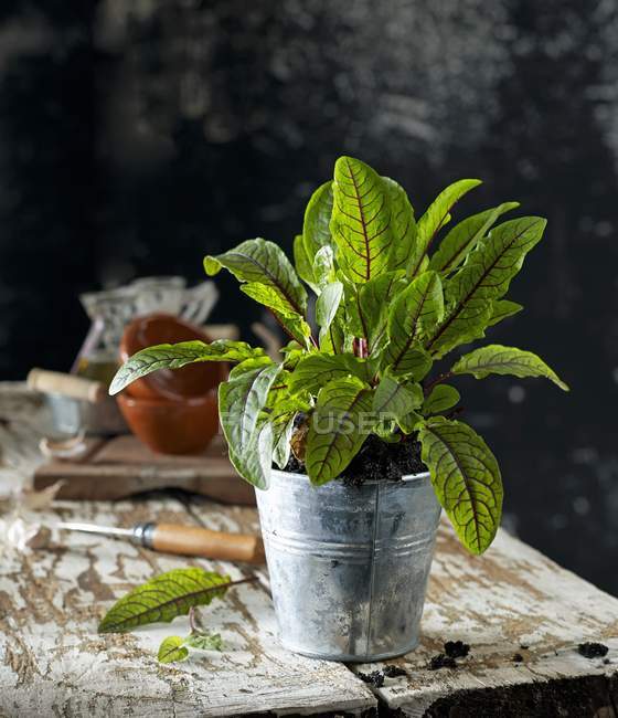 Red sorrel in a flowerpot over wooden surface — Stock Photo