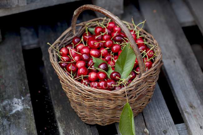 Basket of fresh picked cherries — Stock Photo