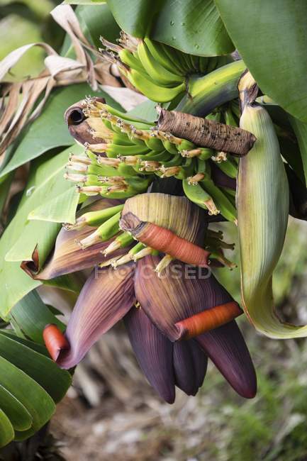 Mazzo di banane sulla pianta — Foto stock