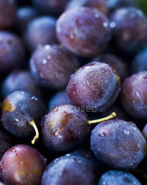 Fresh plums with droplets of water — Stock Photo