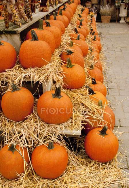Long rows of pumpkins — Stock Photo