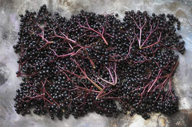Fresh sprigs of Elderberries — Stock Photo