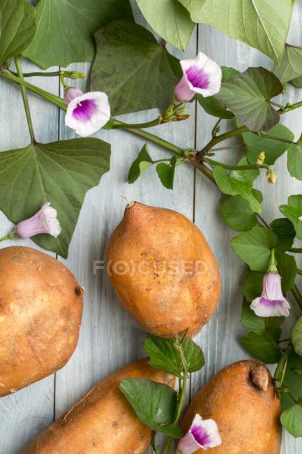 Сладкий картофель с листьями и цветами — стоковое фото