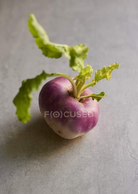 Fresh picked purple turnip — Stock Photo