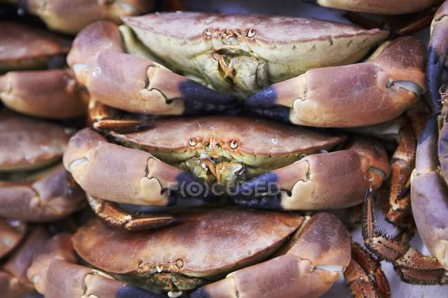 Vista close-up de caranguejos castanhos mortos empilhados — Fotografia de Stock