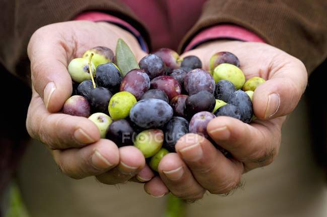 Mãos que apresentem azeitonas recém-colhidas, secção intermédia — Fotografia de Stock
