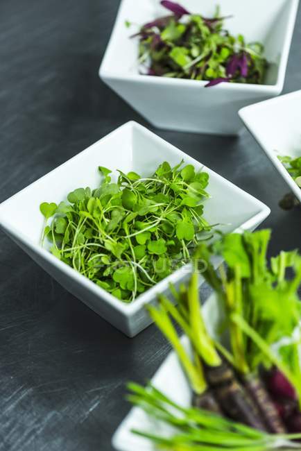 Dishes with micro-herbs and micro-vegetables — Stock Photo