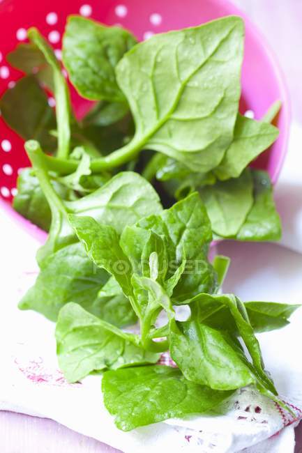 Fresh spinach leaves in dish — Stock Photo