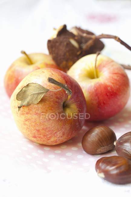 Frische Äpfel und Kastanien — Stockfoto