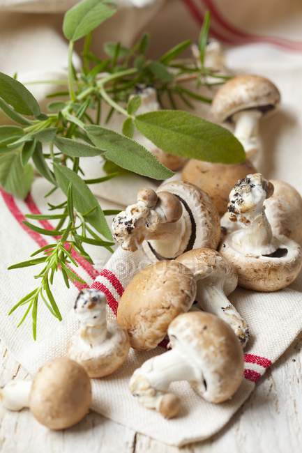 Cogumelos com sálvia e alecrim — Fotografia de Stock
