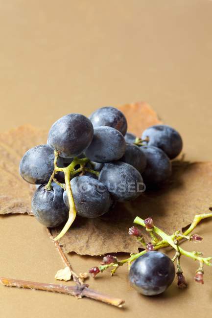 Nahaufnahme schwarzer Trauben auf einem herbstlichen Blatt — Stockfoto