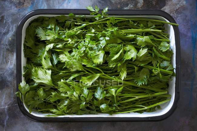 Fresh parsley in enamel dish — Stock Photo