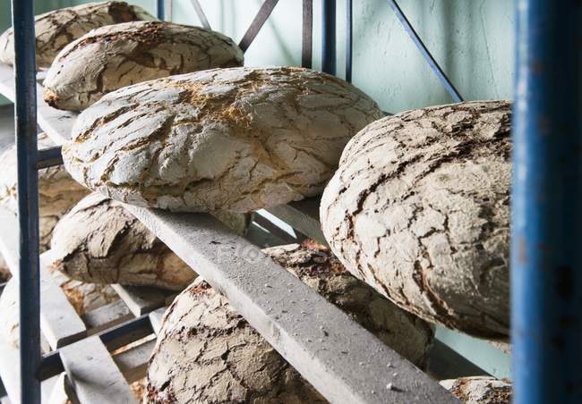Plusieurs pains de pain — Photo de stock