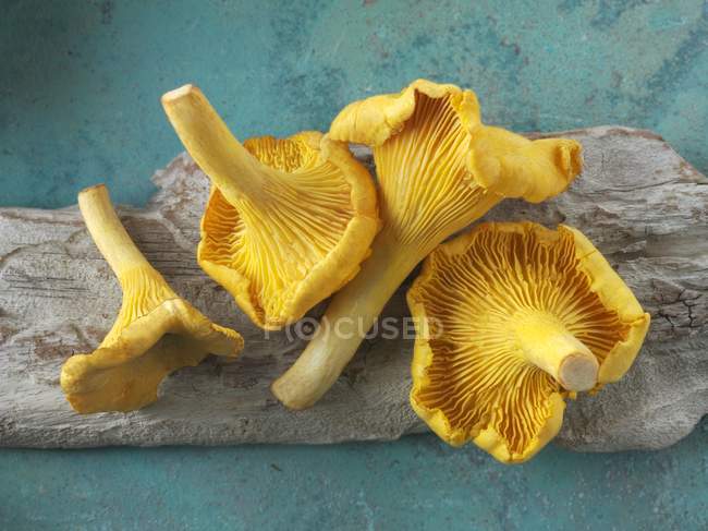 Свіжі підібрані гриби лисички — стокове фото