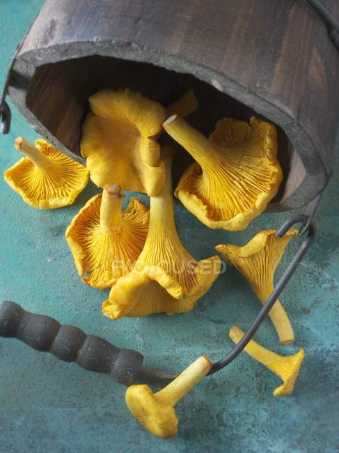Cogumelos chanterelle frescos colhidos — Fotografia de Stock