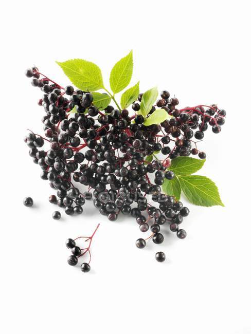 Fresh picked elderberries — Stock Photo
