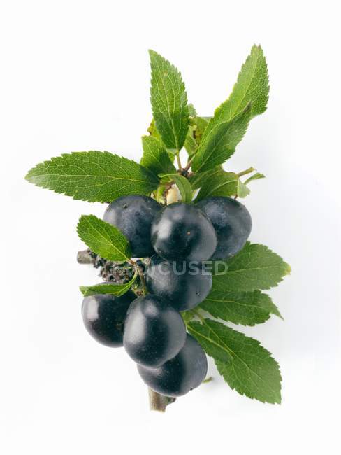 Fresh sloe berries on twig — Stock Photo