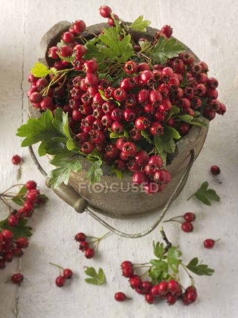 Fresh picked hawthorn berries — Stock Photo