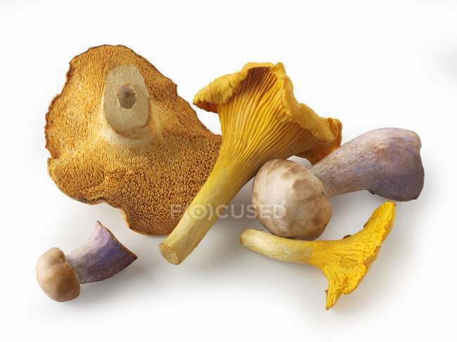 Frisch gepflückte Pilze — Stockfoto