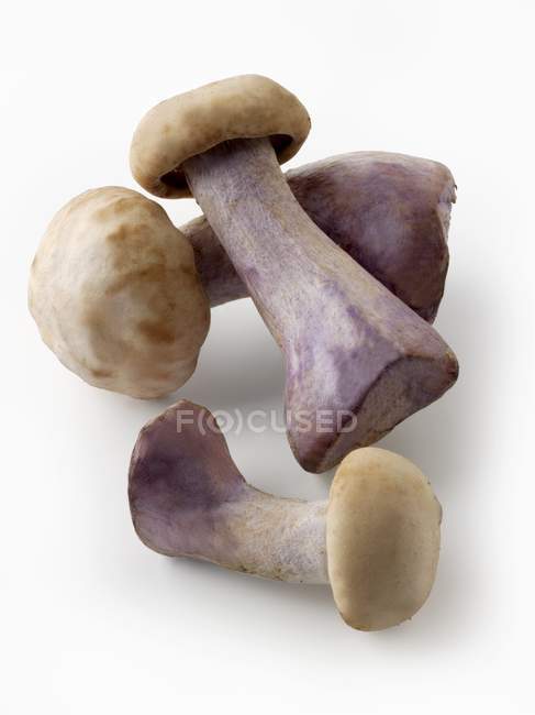 Fresh picked Pied Bleu mushrooms — Stock Photo