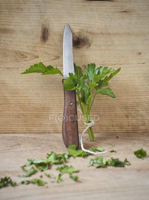 Persil frais à feuilles plates — Photo de stock
