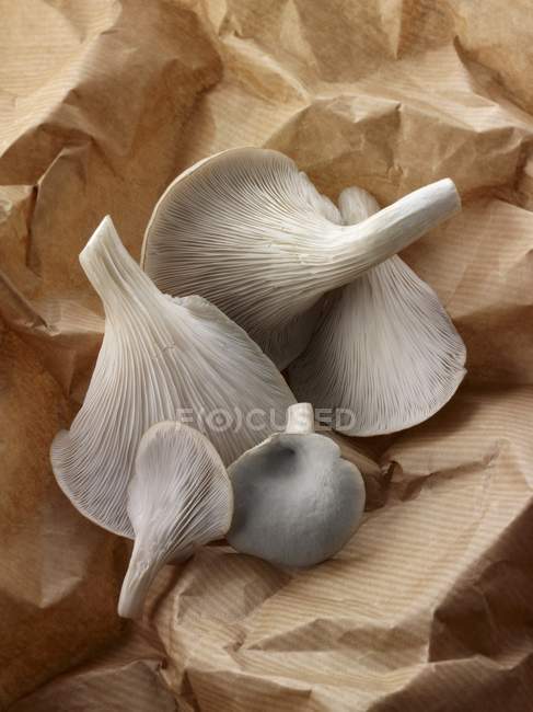 Funghi freschi di ostrica grigia raccolti — Foto stock
