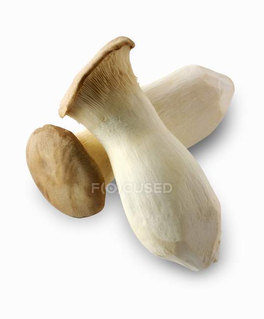 Fresh king trumpet mushrooms — Stock Photo