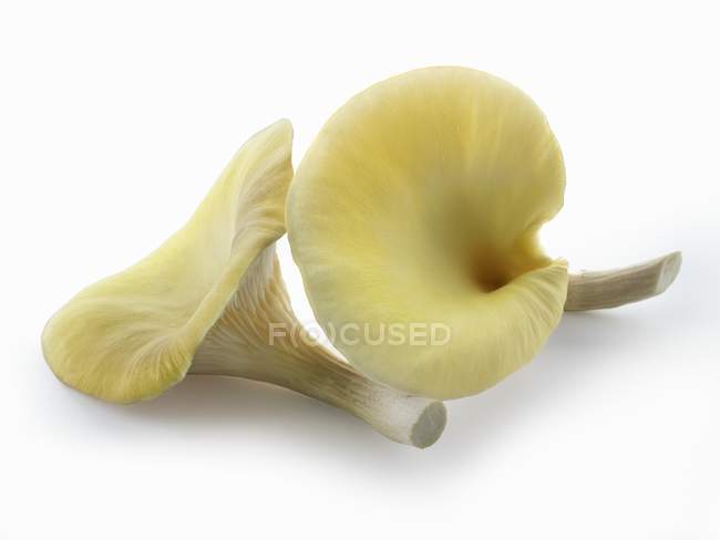 Cogumelos de ostra dourada — Fotografia de Stock