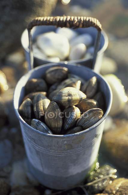Крупный план жестянки с моллюсками — стоковое фото