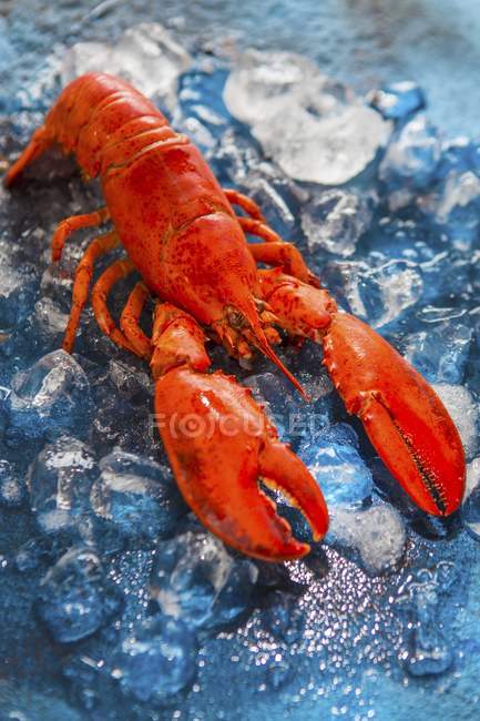Vista de perto de uma lagosta vermelha cozida no gelo na superfície azul — Fotografia de Stock