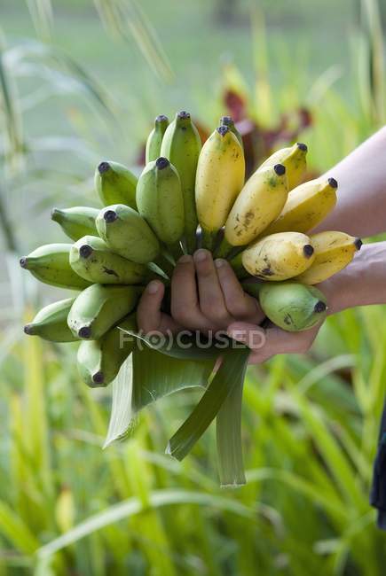 Mão segurando fresco colhido Bananas — Fotografia de Stock