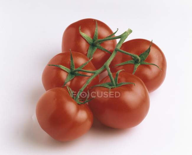 Червоний пучок свіжі помідори — стокове фото