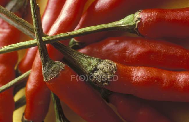 Fresh Red chili peppers — Stock Photo