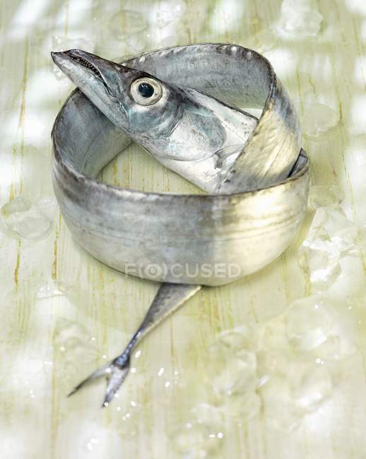 Peixe Scabbard fresco — Fotografia de Stock
