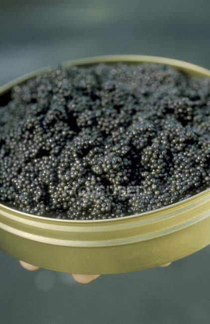 Estaño de caviar beluga - foto de stock