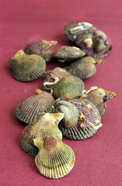 Closeup view of green scallops heap on red surface — Stock Photo
